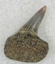 Fossil Cow Shark (Notorynchus) Upper Tooth - Maryland #21325