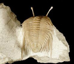 Russian Trilobite - Cybele panderi #478