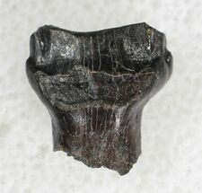 Detailed Ankylosaurus Tooth - Montana #21410