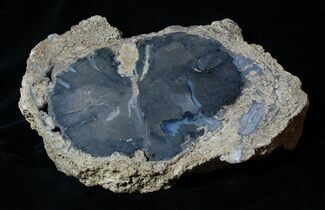 Inch Blue Forest Petrified Rough Wood ( Ounces) #3250