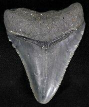 Serrated Juvenile Megalodon Tooth - Florida #21177