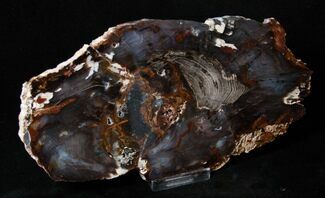 Dark Colored Hubbard Basin Petrified Wood Slab #3255