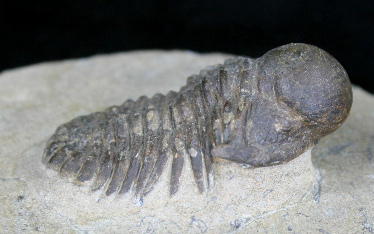 Rare Bulbous Nosed Actinopeltis Trilobite - 1.87