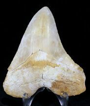 Serrated, Yellow Bone Valley Megalodon Tooth #21600