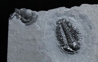 Elrathia Kingii Trilobite #3191