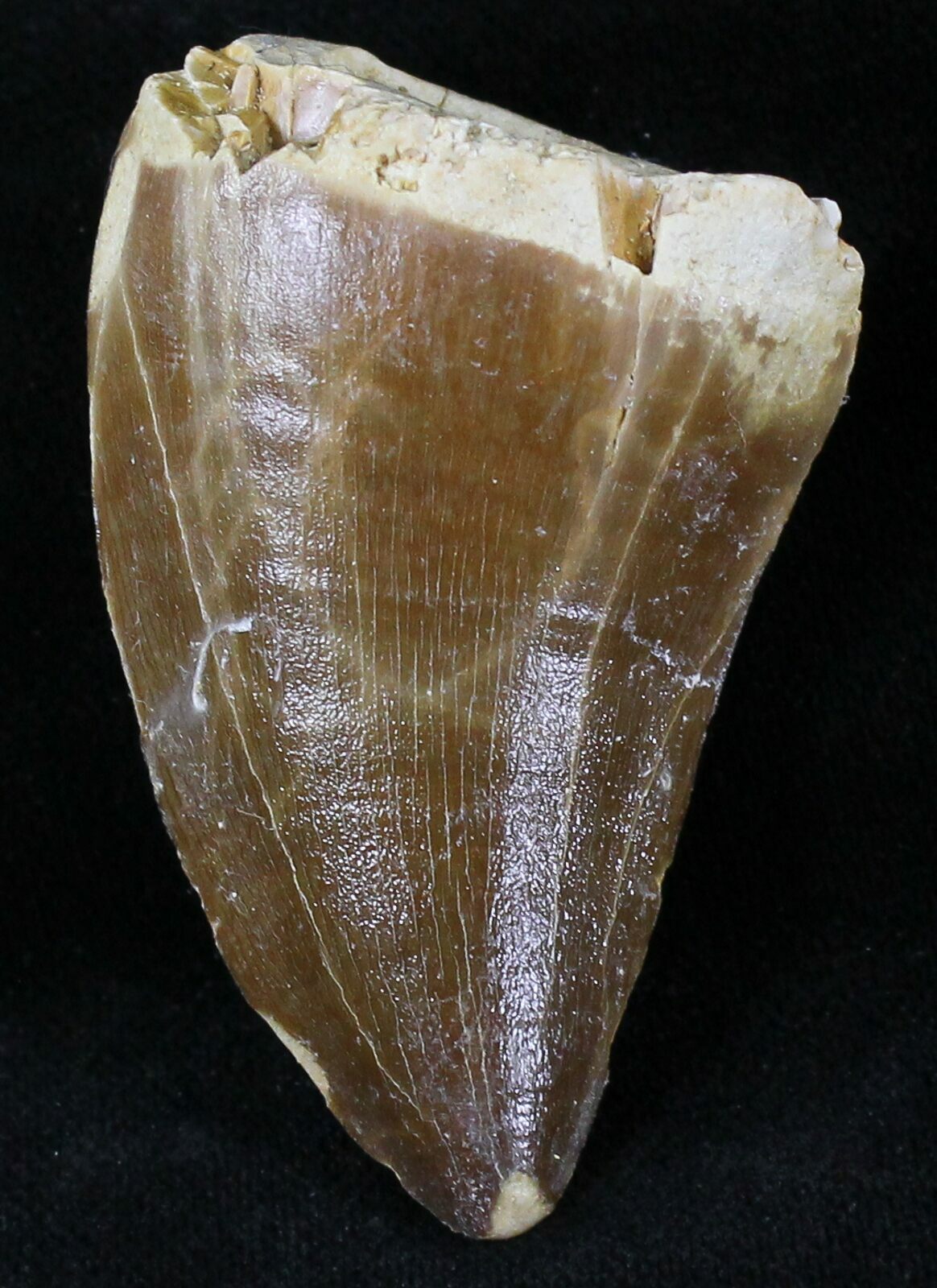 Protacrodus Tooth Large 1.8