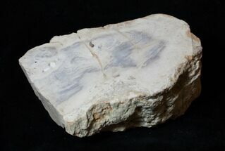 Unpolished Petrified Wood ( Ounces) - Sweet Home, OR #3262