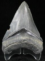 Sharp Megalodon Tooth - Venice, Florida #21679