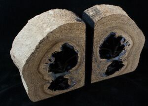 Small Petrified Wood Bookends - Blue Forest, Wyoming #3263