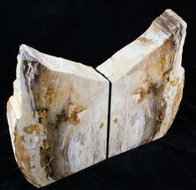 Large Sequoia Petrified Wood Bookends - Oregon #3266