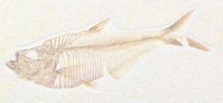 Great Diplomystus Fish Fossil From Wyoming #21887