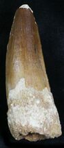 Spinosaurus Tooth - Great Enamel Preservation #21999