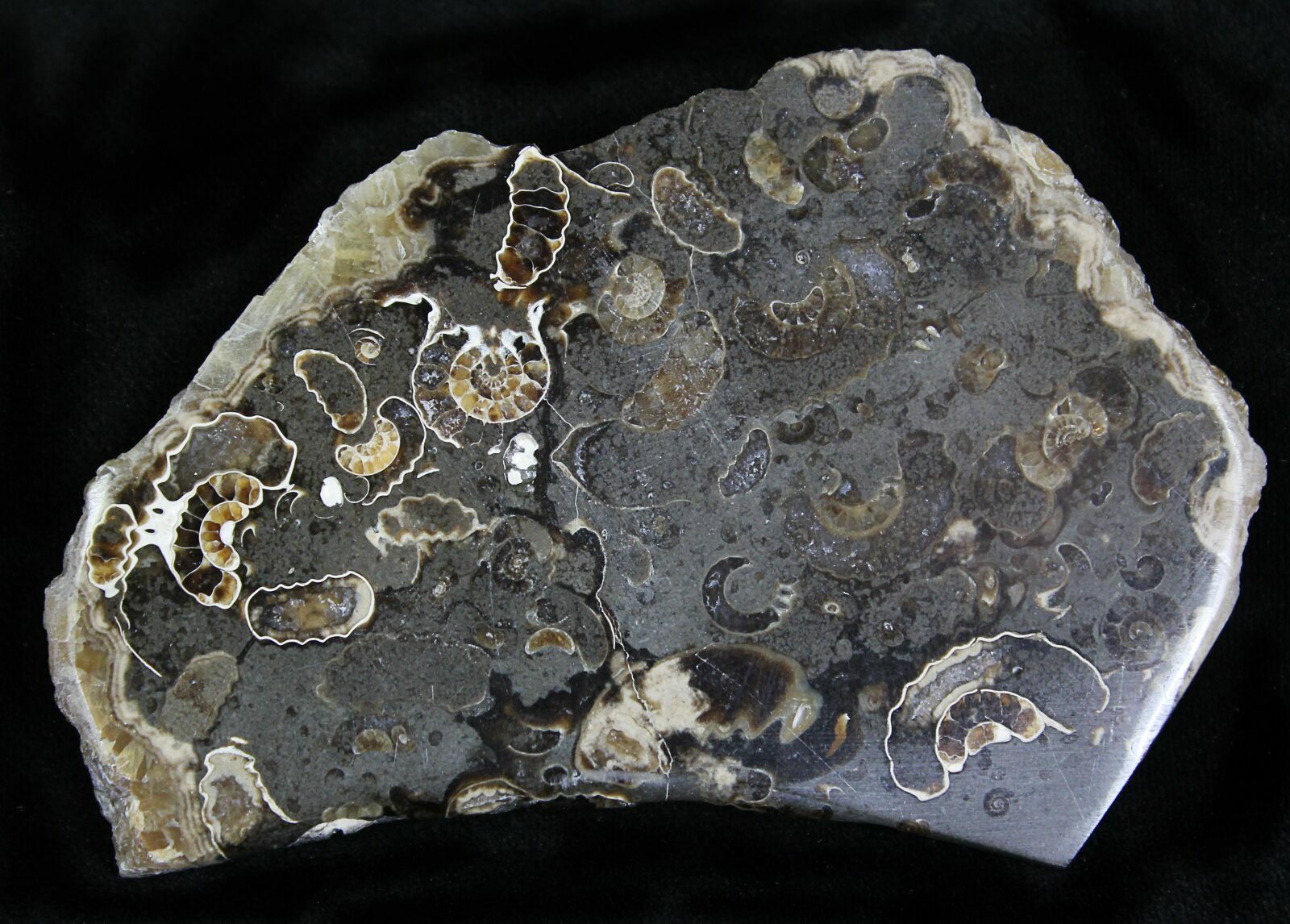 Polished Ammonite Fossils "Marston Magna Marble" (22077) For Sale