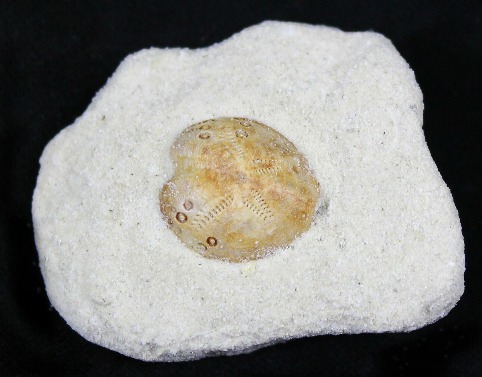 Lovenia Sea Urchin Fossil Beaumaris Australia For Sale 22166 