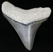 Sharp  Bone Valley Megalodon Tooth #22173