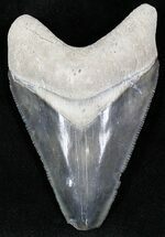 Reddish Gray Calico  Bone Valley Megalodon Tooth #22188