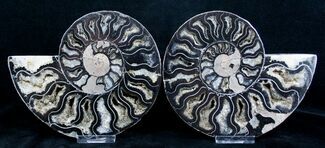 Inch Split Ammonite - Black Beauty #3314
