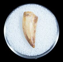 Dromaeosaur Tooth From Morocco #3324