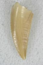 Nicely Serrated Raptor Tooth From Morocco - #22510