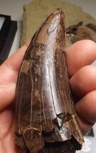 Monster T-Rex Tooth - Exceptional Condition #22546