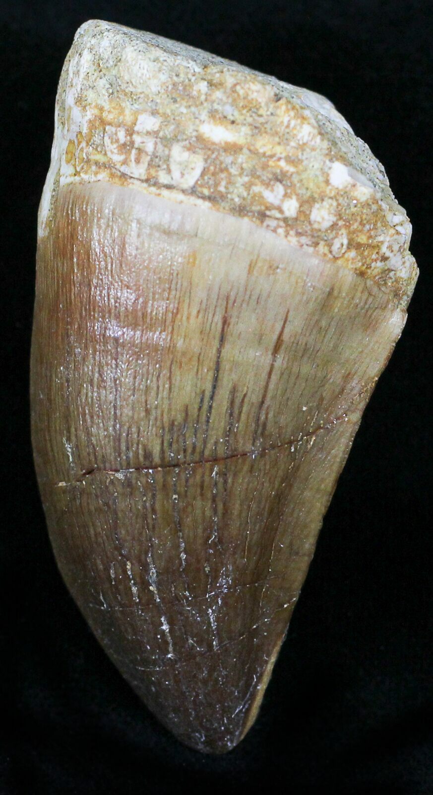 Protacrodus Tooth 1.7