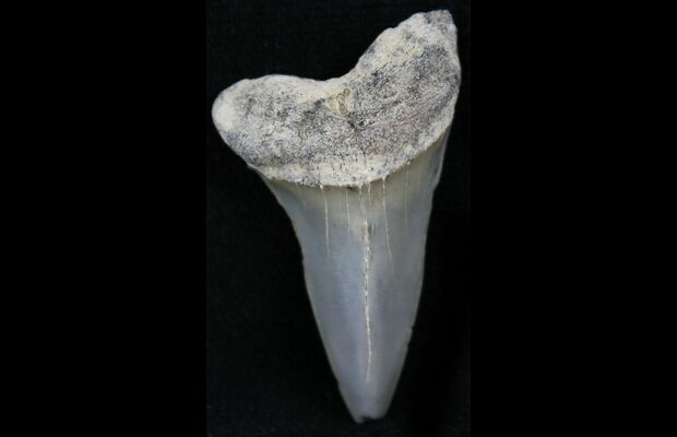 Fossilized Posterior Mako Tooth from Calvert Cliffs Maryland