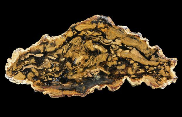 8 6 Petrified Wood Slab Parker Colorado For Sale 114438 Fossilera Com