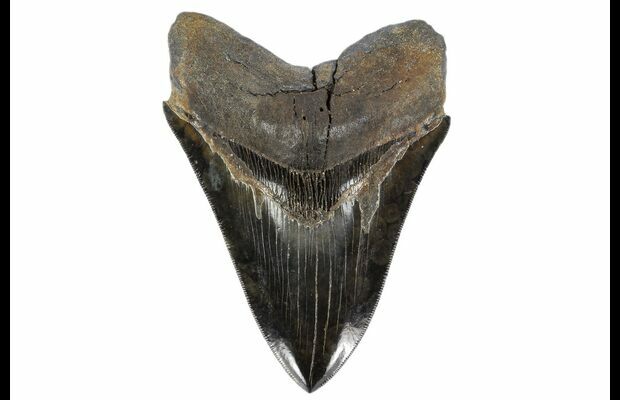 MEGALODON TOOTH stone HUGE 6 INCH meg /& Raptor Claw DINOSAUR FOSSIL