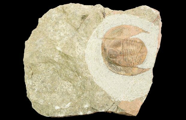 Fossil Or Titan Which Is Better Hotsell 