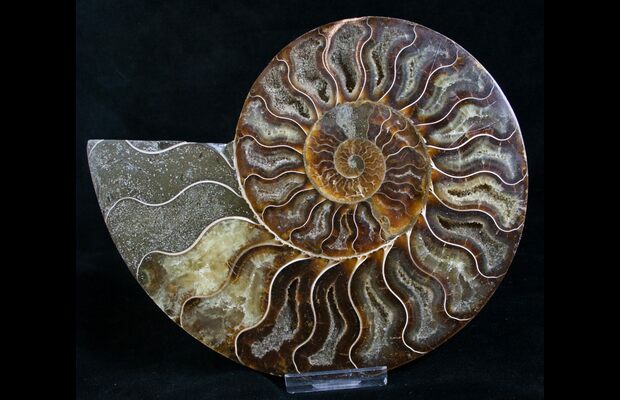 Beautiful 6 5 Cut Ammonite Fossil Half For Sale 8420 Fossilera Com beautiful 6 5 cut ammonite fossil half