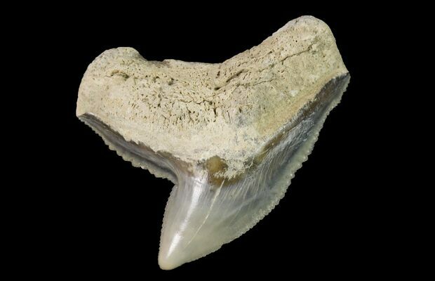 1 19 Fossil Tiger Shark Galeocerdo Tooth Aurora Nc For Sale 1439 Fossilera Com